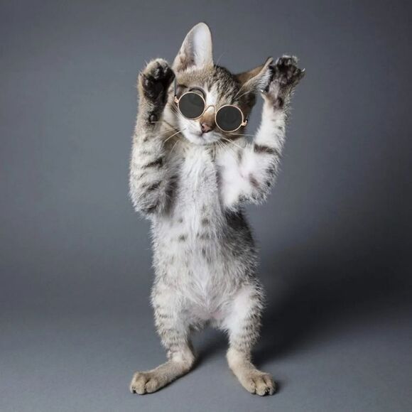 📷🔹️🐈‍⬛Gold Time Chain & Sunglasses Cat/Dog Set - Picture 4 of 9